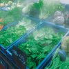Туман помогает сохранять продукты свежими